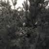 Photay