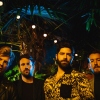 Foals