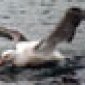 Avatar Albatros