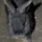 Avatar biokim