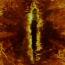 Avatar Umbra_Orphanus
