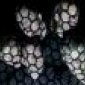 Avatar BombLB