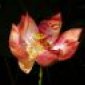 Avatar Lotus