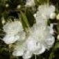 Avatar bloem