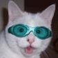 Avatar Guzzioot