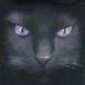 Avatar 75metallicat