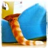 Avatar Kiwi