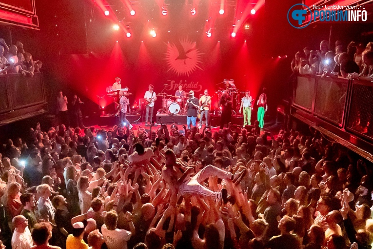 Splendid op Splendid - 12/11 - Paard foto