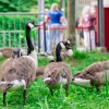 Foto  op Zuiderpark Live: The Legends We’ve Lost - 15/06 - Zuiderparktheater