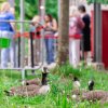 Foto  op Zuiderpark Live: The Legends We’ve Lost - 15/06 - Zuiderparktheater