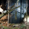 Foto op Deep In The Woods 2011