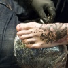foto Brugge Tattoo Sunday Convention