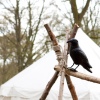 Foto  op Elf Fantasy Fair Haarzuilens 2012