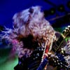 Foto Destroyer 666 te Wâldrock 2002