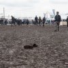 Foto  op Groezrock 2016 - Zaterdag