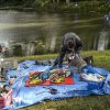 Foto op Festival 't Zeeltje 2017