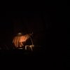 Foto Palmbomen II te Amsterdam Dance Event 2017 - Woensdag