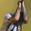 Post Malone foto Sziget 2019 - zondag