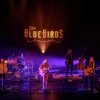 The Bluebirds foto The BlueBirds - 30/09 - Energiehuis