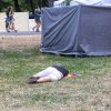 Foto  op Sziget 2024 - Donderdag