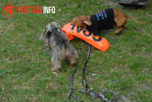 Sfeerfoto Werfpop 2010