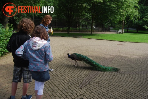 Sfeerfoto ZOOmeravond: Thé Lau - 11/6 - Artis Amsterdam