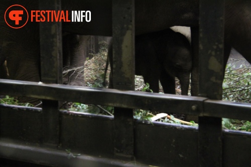 Sfeerfoto ZOOmeravond: Perquisite - 25/6 - Artis Amsterdam