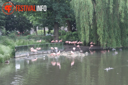 Sfeerfoto ZOOmeravond: Perquisite - 25/6 - Artis Amsterdam