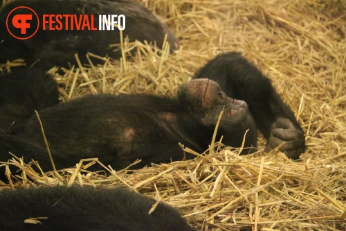 Sfeerfoto ZOOmeravond: Perquisite - 25/6 - Artis Amsterdam