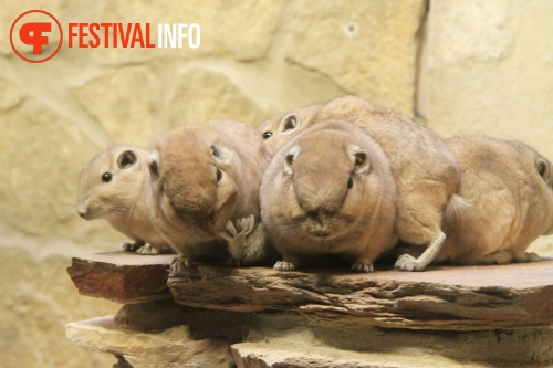 Sfeerfoto ZOOmeravond: Perquisite - 25/6 - Artis Amsterdam