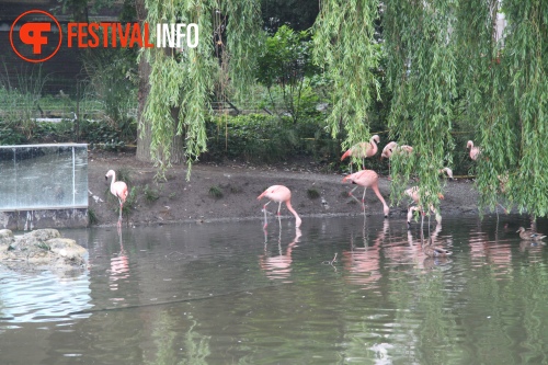 Sfeerfoto ZOOmeravond: Perquisite - 25/6 - Artis Amsterdam