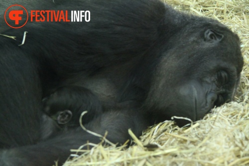 Sfeerfoto ZOOmeravond: Perquisite - 25/6 - Artis Amsterdam