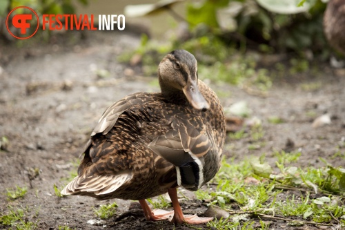 Sfeerfoto ZOOmeravond: Pearl Jozefzoon - 6/8 - Artis Amsterdam