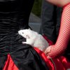 Sfeerfoto Elf Fantasy Fair 2010 - zaterdag 24 april