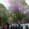 Foto Bevrijdingsfestival Zuid-Holland