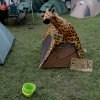 Foto Sziget festival - 13 en 14 augustus