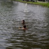 Foto Bevrijdingsfestival Wageningen - 5 mei 2011