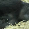 Foto Perquisite in Artis