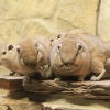 Foto Perquisite in Artis