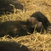 Foto ZOOmeravond: Perquisite - 25/6 - Artis Amsterdam