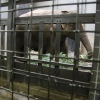 Sfeerfoto ZOOmeravond: Perquisite - 25/6 - Artis Amsterdam