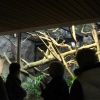 Foto ZOOmeravond: Perquisite - 25/6 - Artis Amsterdam
