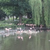 Sfeerfoto ZOOmeravond: Perquisite - 25/6 - Artis Amsterdam