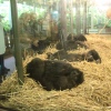 Foto Perquisite in Artis
