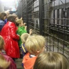 Sfeerfoto ZOOmeravond: Perquisite - 25/6 - Artis Amsterdam
