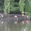 Foto Perquisite in Artis