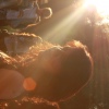 Foto Appelsap