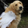 Sfeerfoto Elf Fantasy Fair Arcen - zaterdag 17 september 2011