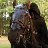 Foto Elf Fantasy Fair - zondag 20 september