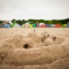 Foto Down The Rabbit Hole 2015